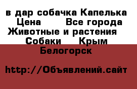 в дар собачка Капелька › Цена ­ 1 - Все города Животные и растения » Собаки   . Крым,Белогорск